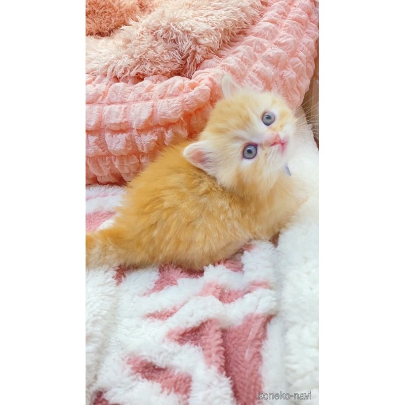 販売中の埼玉県のスコティッシュフォールド-121751の13枚目